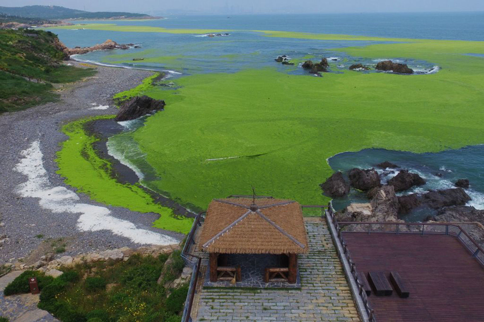 Is climate change making these toxic blooms more common?